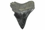 Serrated, Fossil Megalodon Tooth - South Carolina #346182-1